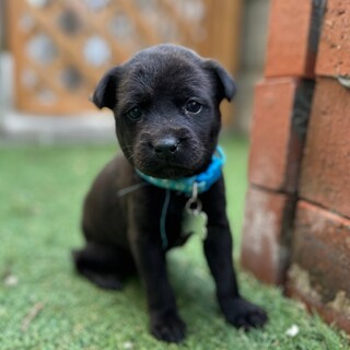 仔犬ちゃん約1ヶ月女のコ　夏ちゃん