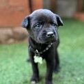 仔犬ちゃん約1ヶ月女のコ　冬ちゃん