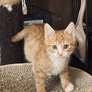 ホワイトソックスをはいたおちゃめな♡エルフ