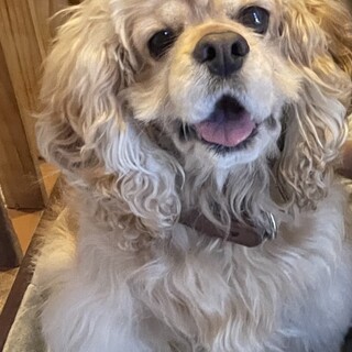 愛されて育った　アメリカンコッカー５歳　