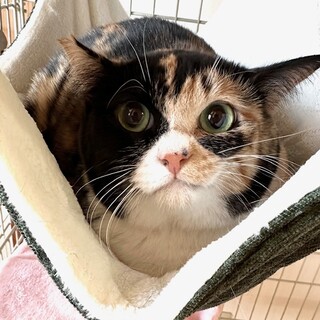 ちょっとビビリなプリティミケのミイニャちゃん