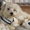 多頭からやってきた元気いっぱいのルナくん♂約２歳 サムネイル4