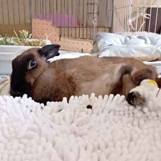 【もふもふ焦げ茶ちゃん】ペトラちゃん