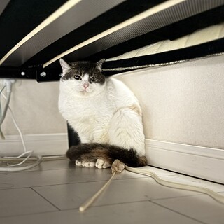 ★保護猫の里親募集★