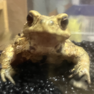 ミヤコヒキガエル