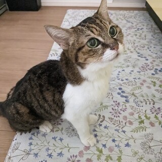 小さな子OK！美人なお猫さま