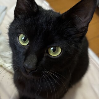 【里親決定】人間大好き♡甘えた黒猫イブくん