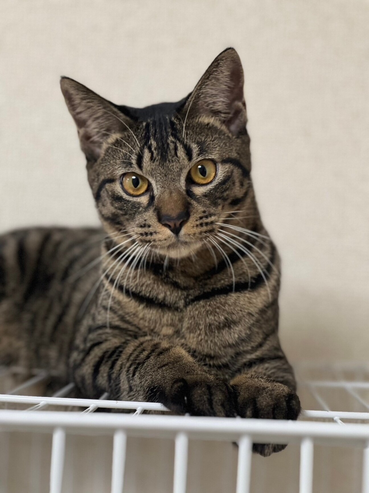 お兄ちゃん的存在♡やっくん」埼玉県 - 猫の里親募集(497844