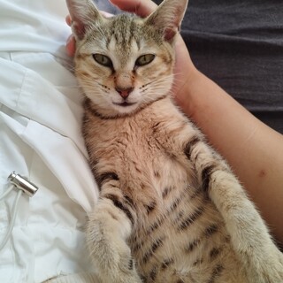 那覇市首里にて保護した子猫の里親を募集しております