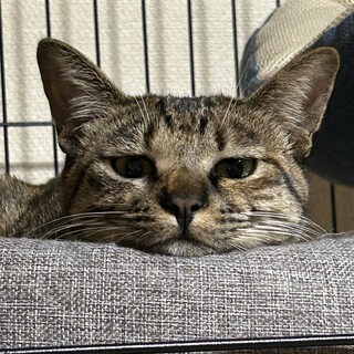 人慣れ中の９ヶ月メス猫　むぎ