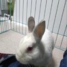 師走っこ２世ちびちゃん サムネイル3