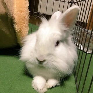 師走っこ２世にしろくん