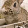 師走っこ【もえちゃん】都内の多頭飼育崩壊より保護 サムネイル2