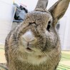師走っこ【もえちゃん】都内の多頭飼育崩壊より保護 サムネイル3