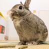 師走っこ【もえちゃん】都内の多頭飼育崩壊より保護 サムネイル4