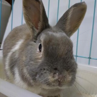 師走っこ【ひかるんくん】都内の多頭飼育崩壊より保護