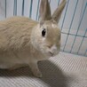 保護うさぎ(滋賀っこ２世) 小梅ちゃん サムネイル2