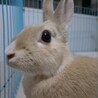 保護うさぎ(滋賀っこ２世) 小梅ちゃん サムネイル3