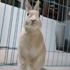 保護うさぎ(滋賀っこ２世) 小梅ちゃん サムネイル4