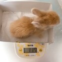 ライオンラビットの赤ちゃん