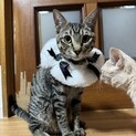 ひとりでもよく遊ぶおとなしいきじとら