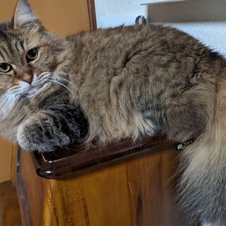 ふわふわした茶色い猫ちゃんの里親募集中！