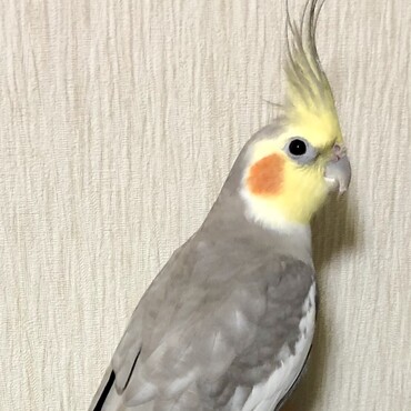 ビビりちゃんです
