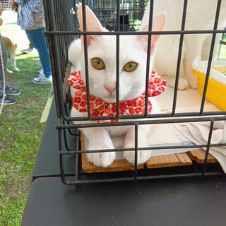 捨て猫のにいちゃん