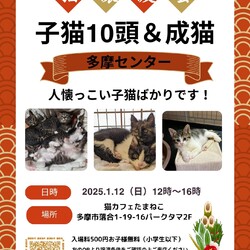 子猫の譲渡会in多摩センター