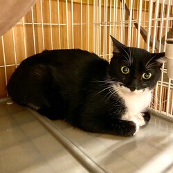 子猫の譲渡会in多摩センター サムネイル3