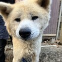 秋田犬　6歳　ラン君　おしとやかで控えめな性格