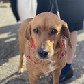 猟犬レッドボーンクーンハウンド系の男の子【弁慶】