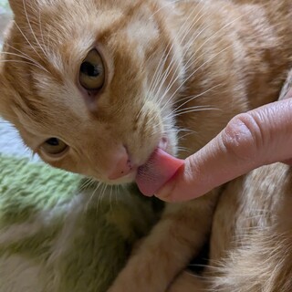 スーパーの裏に住んでいた茶トラ子猫です