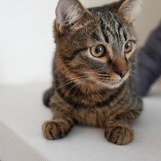 優しくて穏やかな男の子(1/12京都譲渡会)