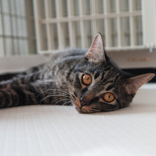 かっこいい黒キジ柄(1/12京都譲渡会)