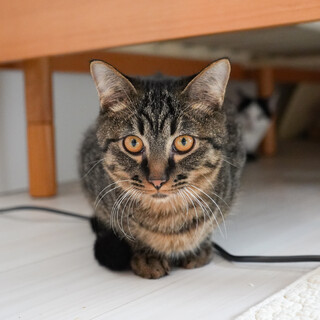 撫でられるの大好きな甘えん坊(1/12京都譲渡会)