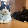 上野ともり