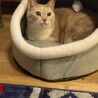 の写真