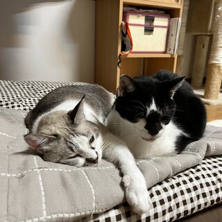 新しい家族をお待ちしています。その３