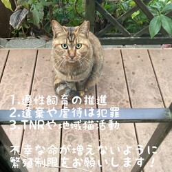 猫ともクラブin富田林 サムネイル2