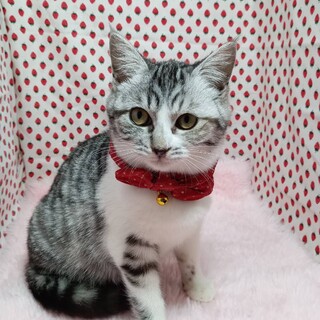 美しいグレーの毛色♬アクアちゃん