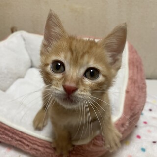 ベタベタの甘えん坊♡サンタ君2ヶ月