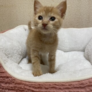 ベタベタの甘えん坊♡ポンタ君2ヶ月