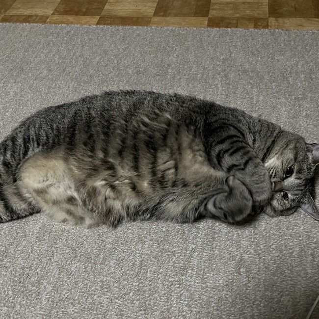 のぶちよのカバー写真