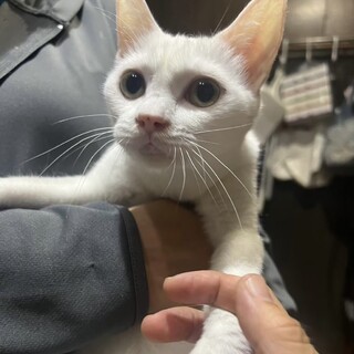 募集一時停止します。