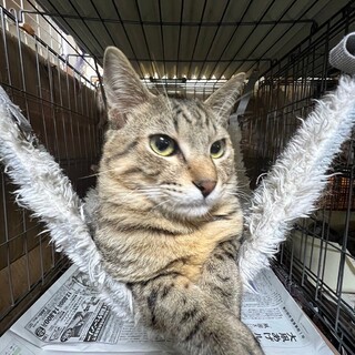 募集一時停止します。