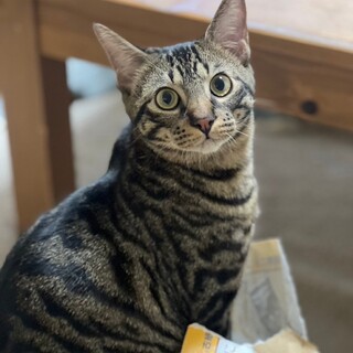 いつもゴロゴロな甘えん坊♡ふっくん