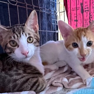 おてんばで遊ぶのが大好き♡ソースとサラミ