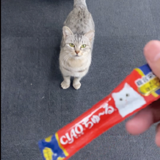 緑の瞳が綺麗な美人のサバ子さん