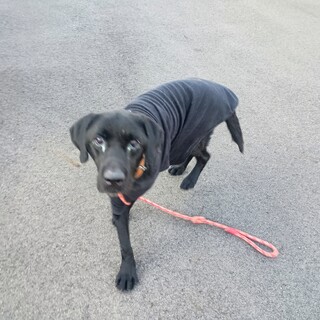 コンブ君になりました。ありがとうございました。